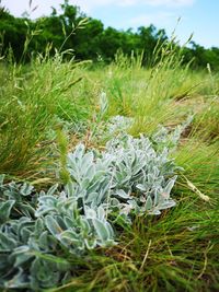 Close-up of plants growing on field