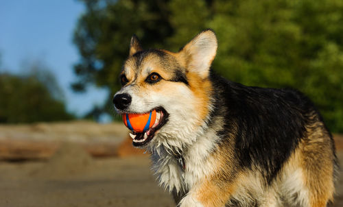 Close-up of pembroke welsh corgi carrying ball in mouth while walking on field