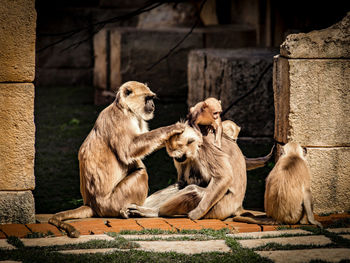 Monkeys in zoo