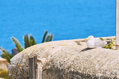 Close up of a bird