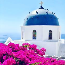 View of purple flowering plant against building blue dome in santorini