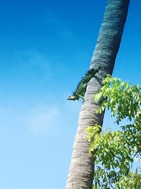 Low angle view of tree against blue sky