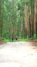 People walking on road in forest