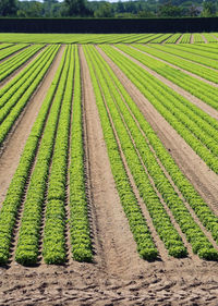 Scenic view of agricultural field