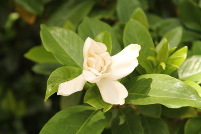 Close-up of white flowering plant