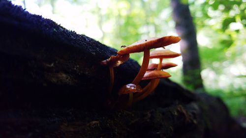 Close-up of a lizard on a tree