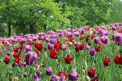 Close-up of purple tulips in  keukenhof park