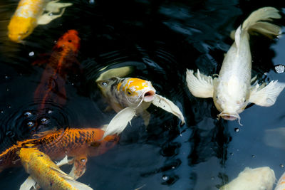 Fish swimming in sea