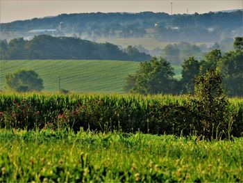 Scenic view of field against sky