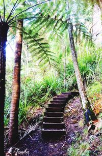 Staircase in forest