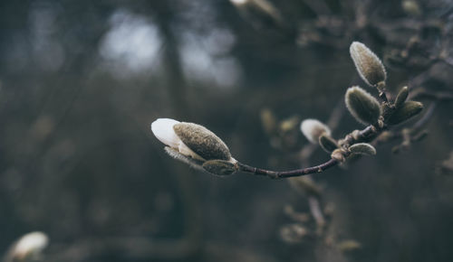 Close-up of flower buds growing on tree