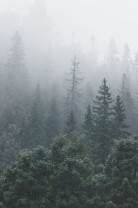 High angle view of trees in forest during winter