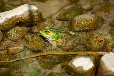 Close-up of frog on rock