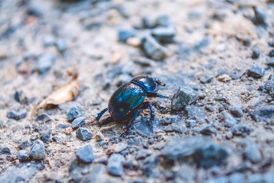 Close-up of insect on rock