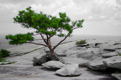 Tree growing on beach against sky