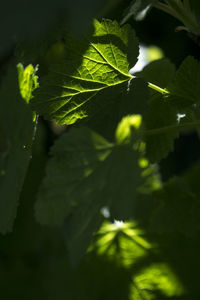 Close-up of plant