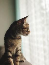 Cat looking away while sitting on wall at home