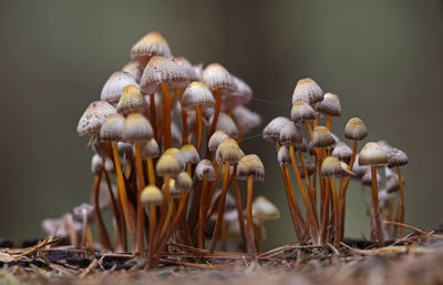 Close-up group of mushrooms growing on field