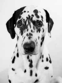 Close-up portrait of a dog