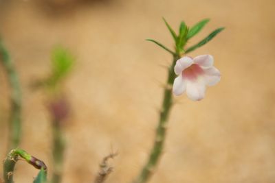 Close-up of flower blooming outdoors