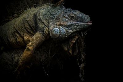 Close-up of iguana