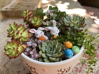 High angle view of various succulent flowers in pot 