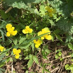 Close-up of yellow flowers blooming on field