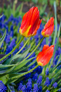 Close-up of red poppy blooming outdoors