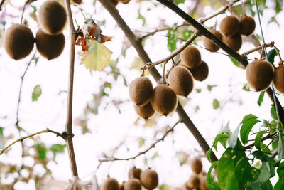 Close-up of fruits growing on tree