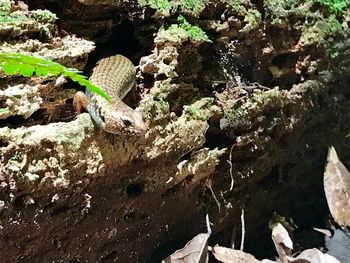 High angle view of cactus