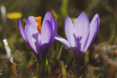 Close-up of purple crocus flowers on field