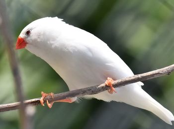 Close-up of bird perching on branch