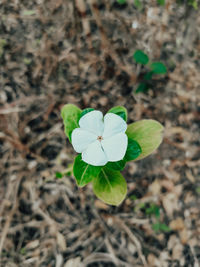 High angle view of flowering plant on field