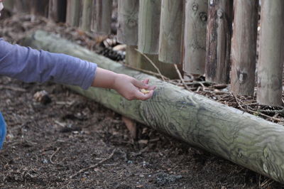 Person hand by tree trunk