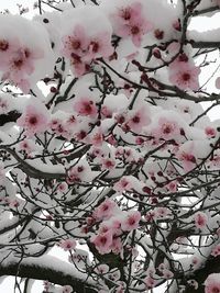 Low angle view of pink flowers on branch