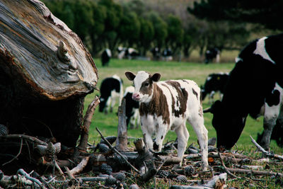 Brown-white calf curious about this camera guy