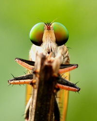 Close-up of dragonfly perching on a plant