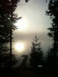 Sun shining through trees