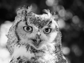 Close-up portrait of owl