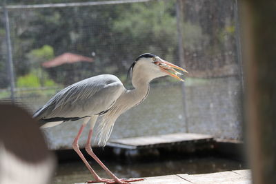 High angle view of gray heron perching on a lake