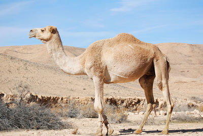 Camel in the negev desert in israel near mitzpe ramon, machtesh ramon