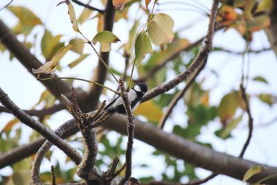 Low angle view of bird perching on branch