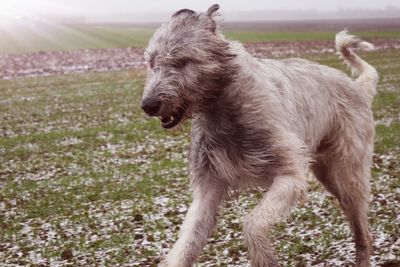 Dog running in field