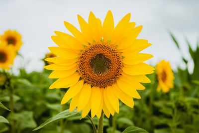 Close-up of yellow sunflower