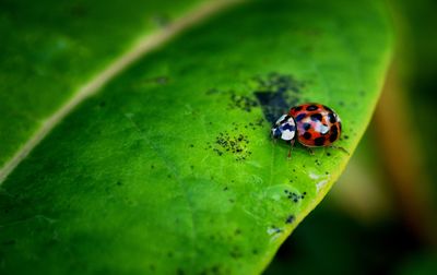 Close-up of ladybug on leaf