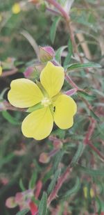 Close-up of yellow flowering plant