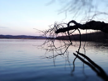 Silhouette tree on lake against sky