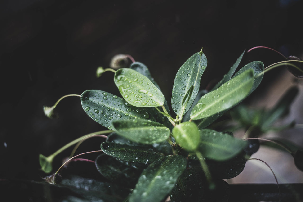 CLOSE-UP OF WET PLANTS