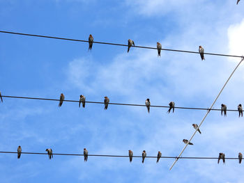 Low angle view of birds perching on cable against sky