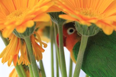 Close-up of orange flower